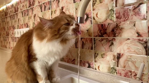 The cat drinks from the tap Stock Footage 119932610
