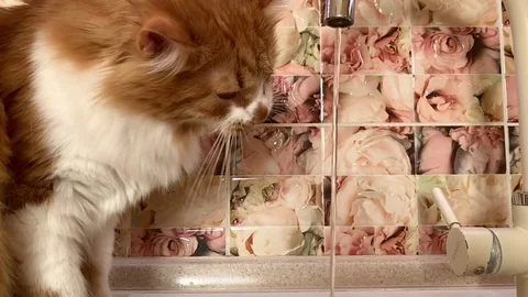 The cat drinks from the tap Stock Footage 119932905