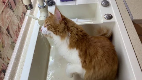 The cat drinks from the tap Stock Footage 122201045