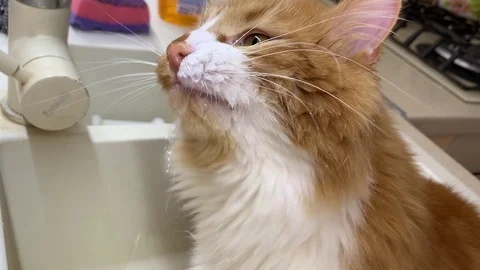 The cat drinks from the tap Stock Footage 122201062