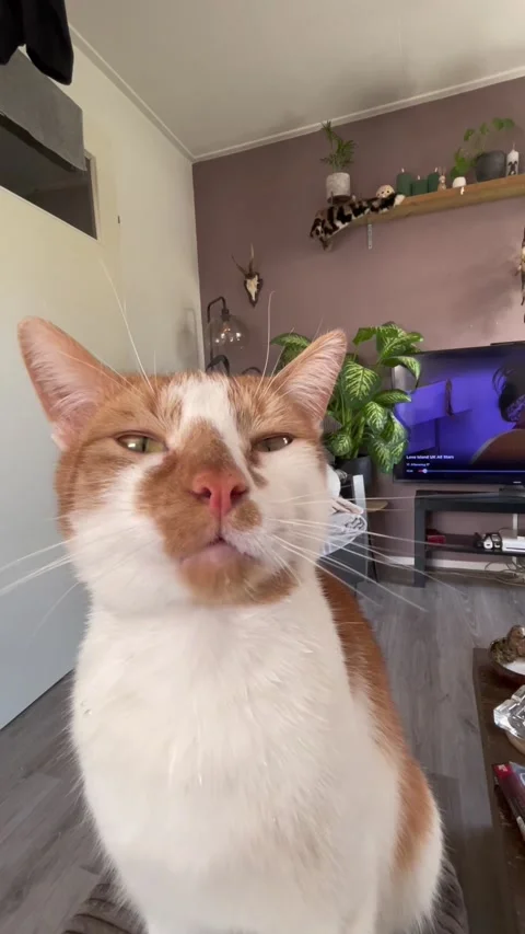 Cat Drinks Water Dripped From Straw, Dedemsvaart, Overijssel, The Netherlands -  Stock Footage 304001306