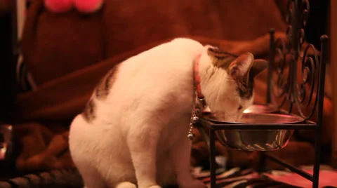 Cat Drinks Water Stock Footage 36133736