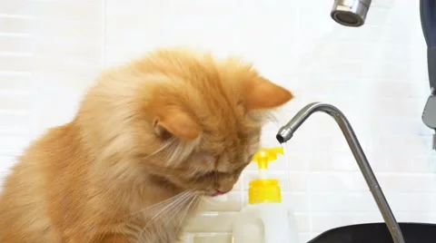 Cat drinks water Stock Footage 68633519