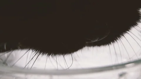 The cat drinks water Stock Footage 100083544