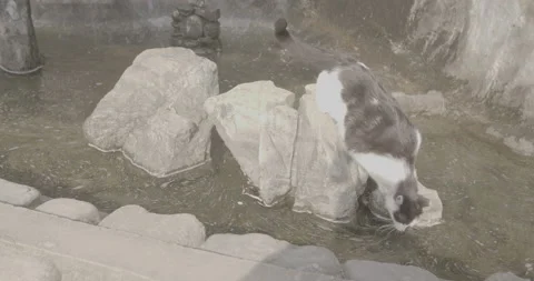 Cat drinks water Vídeos de archivo 177532800