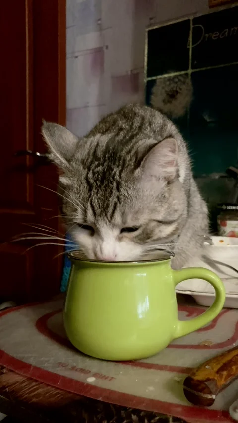 Cat drinks water from a mug on the kitchen table. vertical video Stock Footage 270181200
