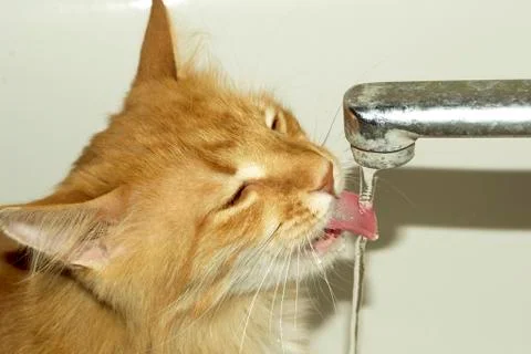 Cat drinks water Stock Photos
