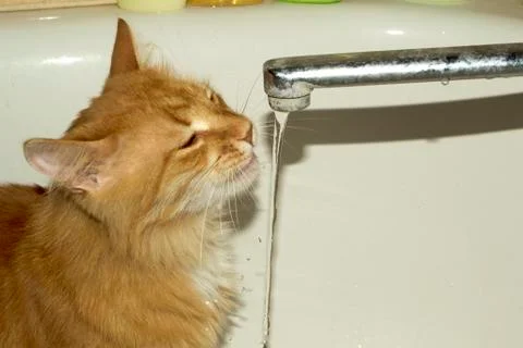 Cat drinks water Foto stock