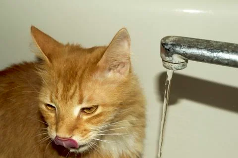 Cat drinks water Stock Photos