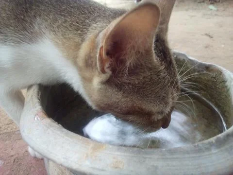 A cat drinks water Foto stock