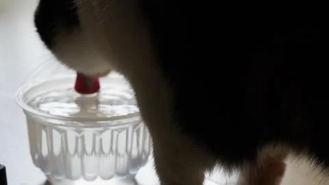The cat drinks water Stock Photos