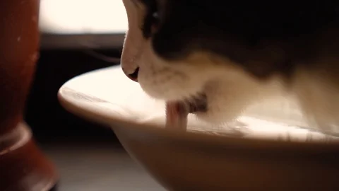 Cat drinks water from a plate Stock Footage 121271902