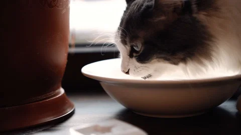 Cat drinks water from a plate Stock Footage 121271949