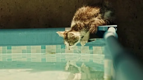 Cat drinks water of a pool in 4K at 50fps Stock Footage