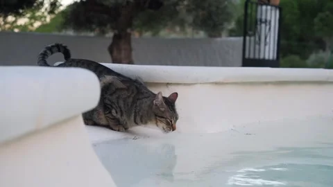 The cat drinks water from pool Video stock 273225873