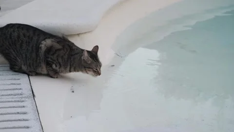 The cat drinks water from pool Stock Footage 273289276