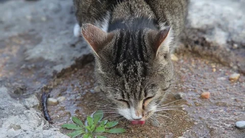 Cat drinks water from a puddle Stock Footage 136501743