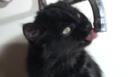 Cat drinks water from the tap Stock Footage 978698