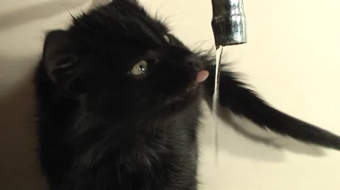 Cat drinks water from the tap Stock Footage 978704