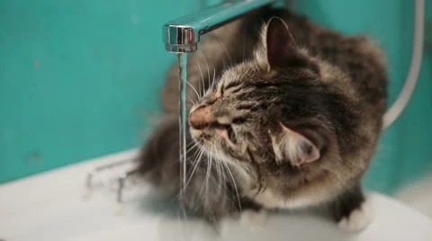 Cat drinks water from the tap Stock Footage 47135862
