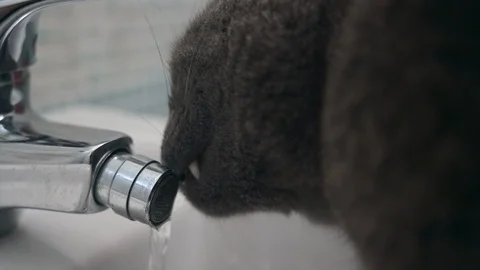 Cat drinks water from the tap Stock Footage 129330548