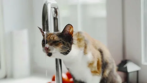 Cat drinks water from the tap. Stock Footage 133714045