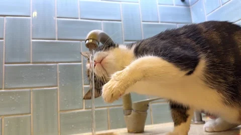 The cat drinks water from the tap Stock Footage 331570337