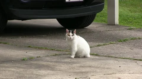 Cat in driveway Видео 22423535