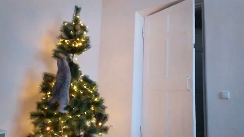 Cat at dropped the christmas tree Stock Footage 142455099