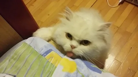 Cat drugged with Valerian root Stock Footage 98179971