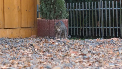 Cat during morning routine Stock Footage 124076421
