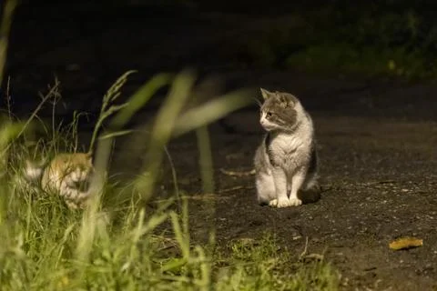 Cat at dusk Fotos Stock