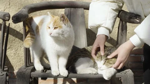 The cat that is eager to be touched is jealous Stock Footage 235467128