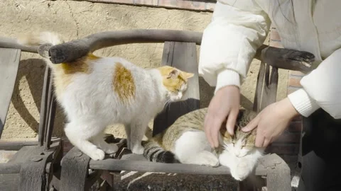 The cat that is eager to be touched is jealous Stock Footage 235574382