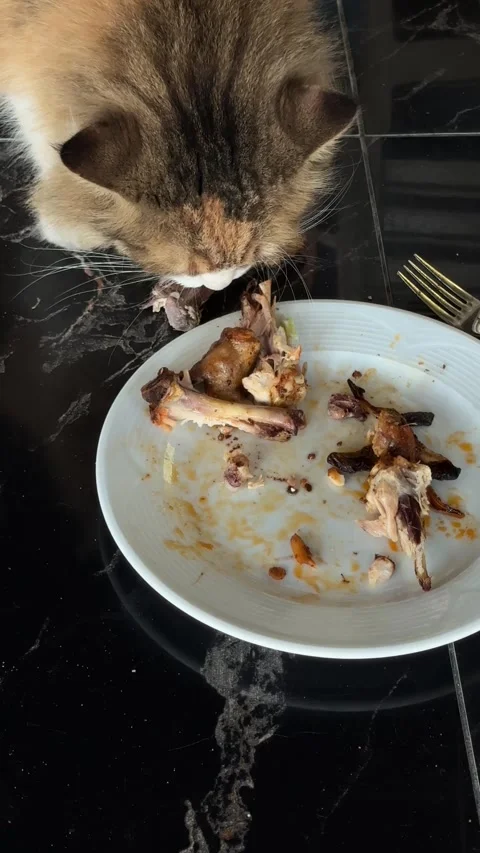 A cat eagerly eats a piece of chicken, enjoying its meal with focused attenti Stock Footage 301863578