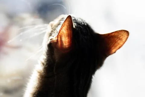 Cat ear backlit by sunlight creating a glowing silhouette Stock Photos