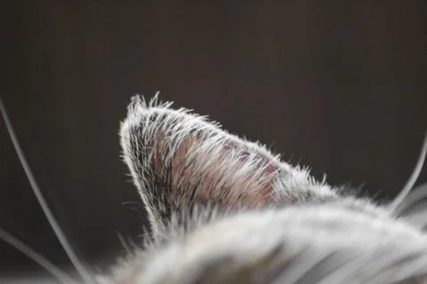 Cat ear isolated on dark background, close-up. Stock Photos