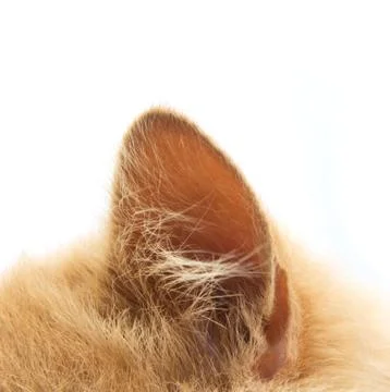 Cat ear Stock Photos