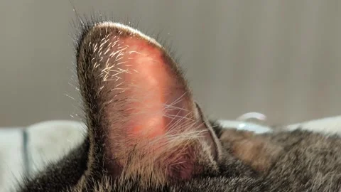 Cat ear translucent in back light with glowing sun beams 库存影片 342059654