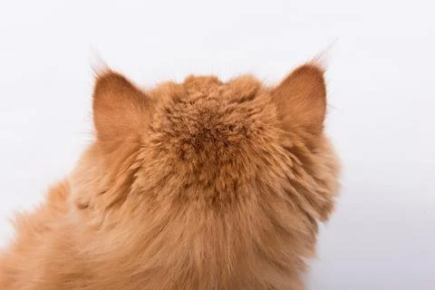 Cat ears and cat back head. Persian Exotic Longhair cat is on white background Foto stock