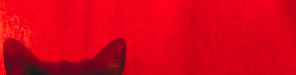 Cat ears on a colored background for your website .Banner Stock Illustration