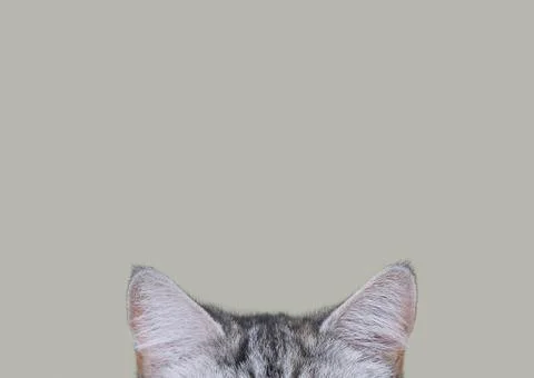 Cat ears on gray background Stock Photos