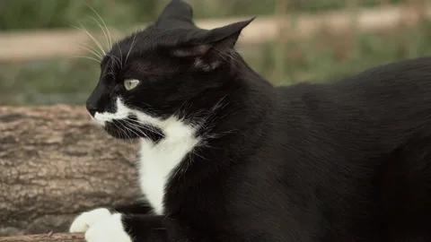 Cat ears turned back. the cat shed a tear. cat sits on a log near mushrooms Stock Footage 218367252