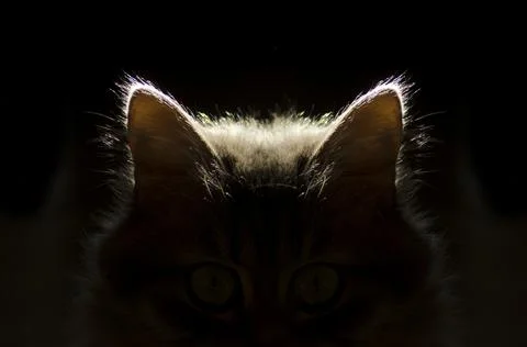Cat ears,cat in the dark Stock Photos