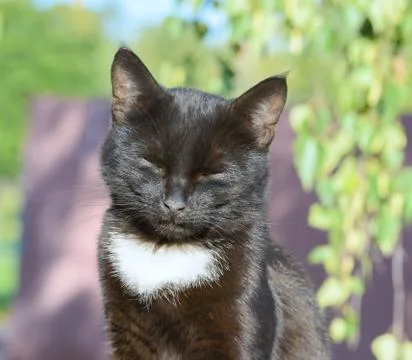 Cat on earth Foto stock