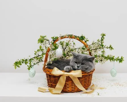 Cat in Easter basket with a cherry blossom and a yellow bow. Cute cat is rest Stock Photos