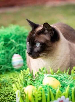 Cat with easter egg and flowers on green grass nature Spring background Stock Photos