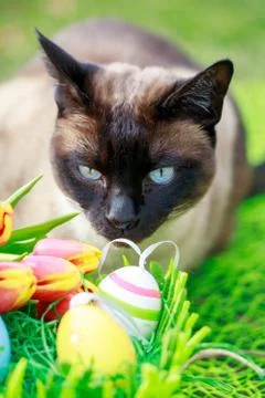 Cat with easter egg and flowers on green grass nature Spring background Foto stock