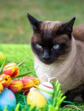 Cat with easter egg and flowers on green grass nature Spring background Stock Photos