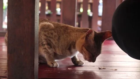 Cat eat 1 Stock-Footage 274121035